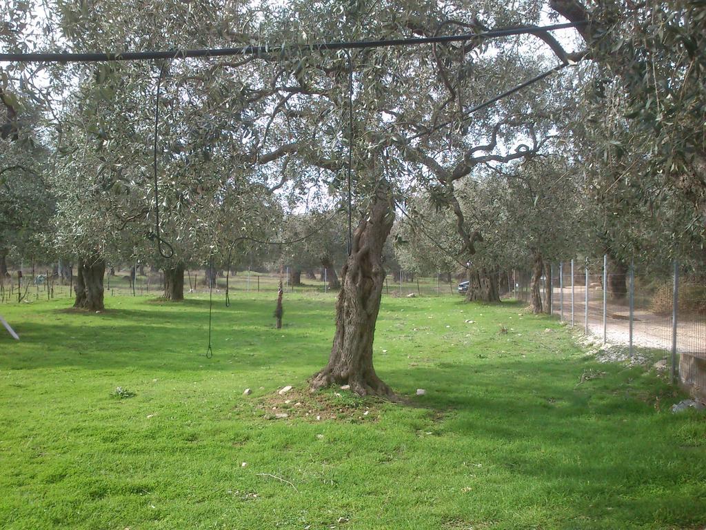 Elea Stone Houses In Organic Quiet Olive Grove, Prinos, Thassos Bagian luar foto